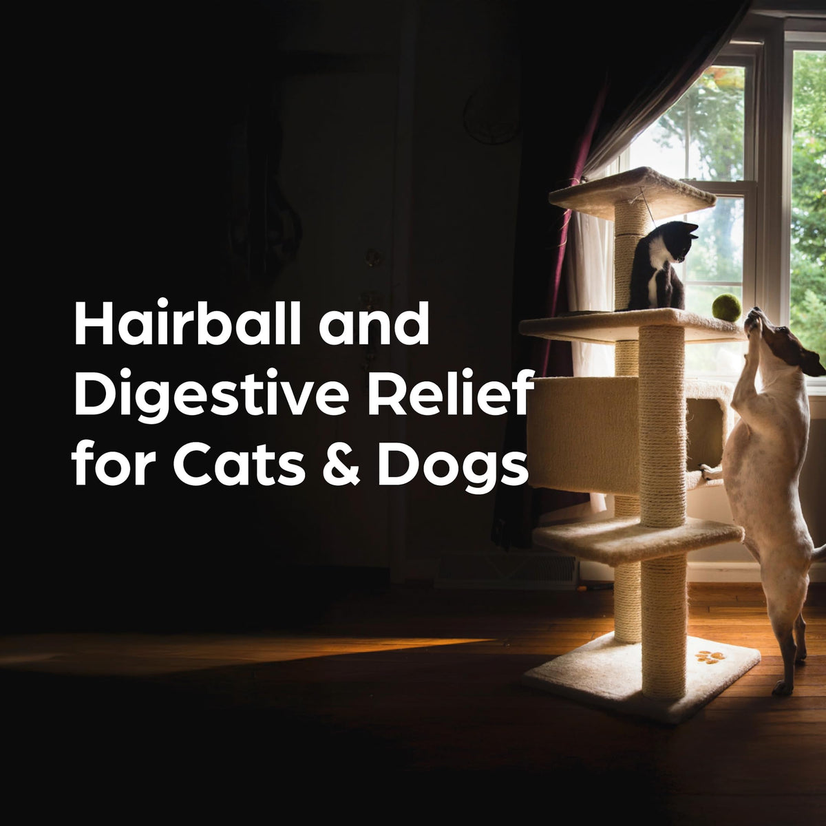 Laxative and Lubricant for Dogs and Cats 3 oz Z6310