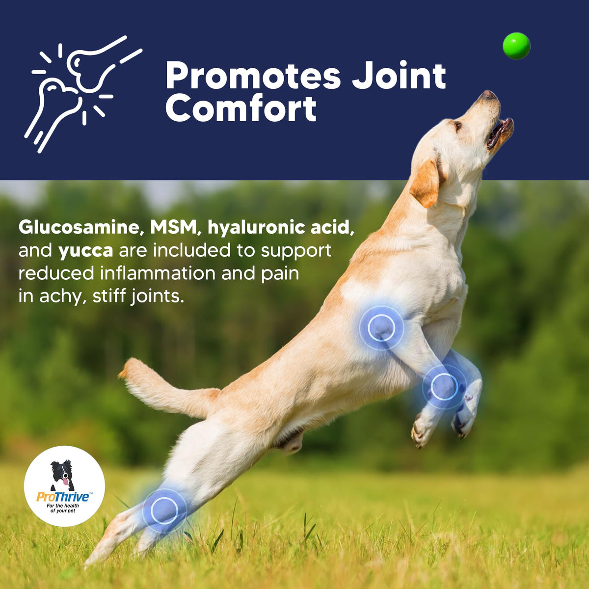 12 Oz Senior Dog Digestive & Joint Supplement J282851